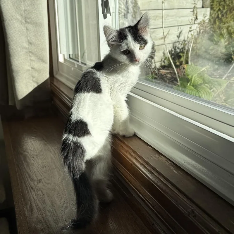 A baby medium-sized male Black Domestic Medium Hair cat named Ford for adoption in Minneapolis, MN