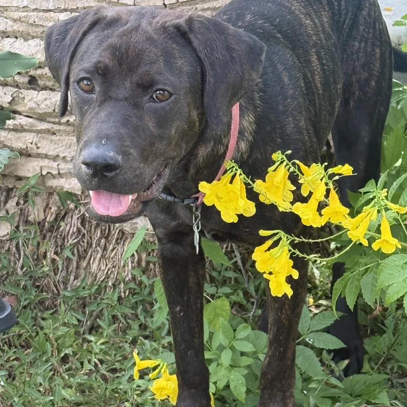 A baby medium-sized female Black Labrador Retriever dog named Kipper for adoption in Houston, TX