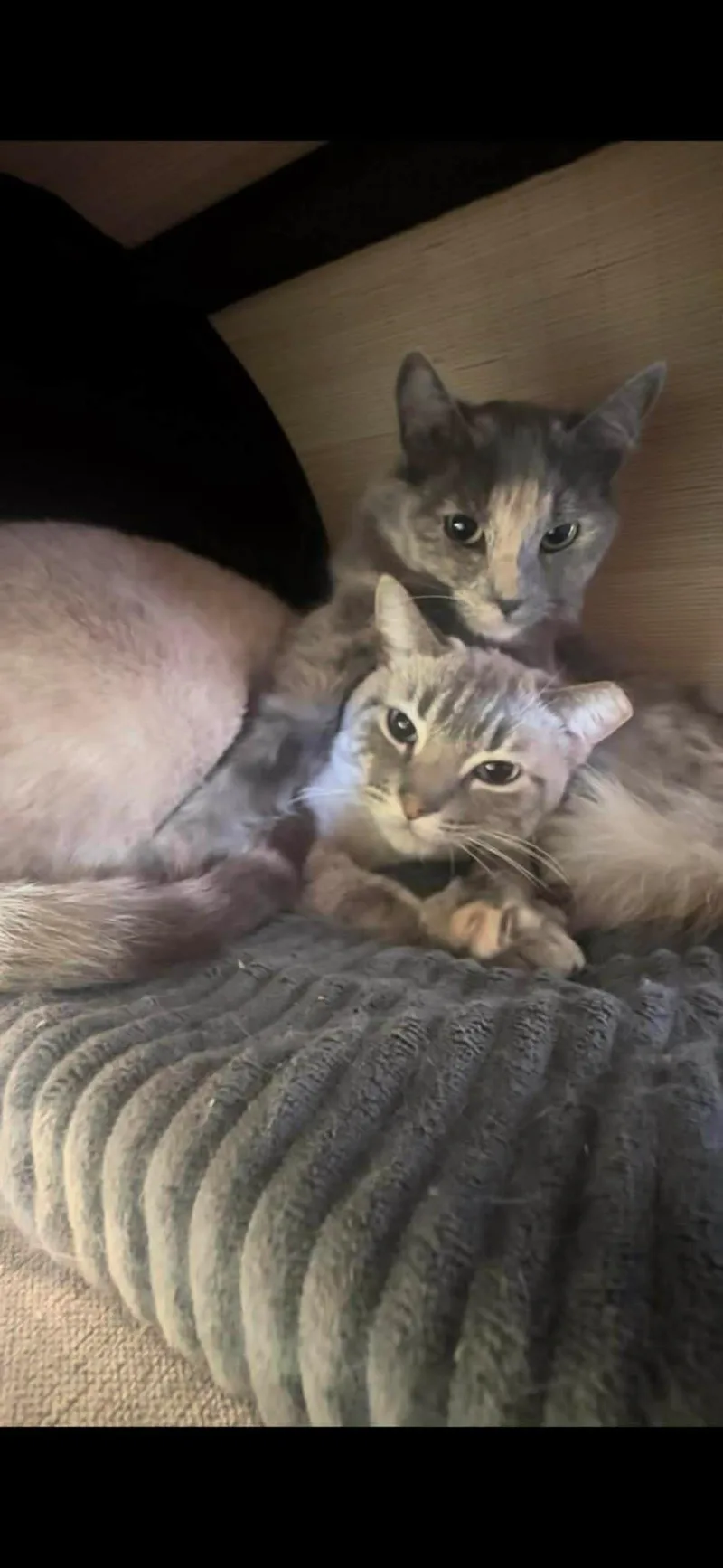 Pebble Stone Bonded With