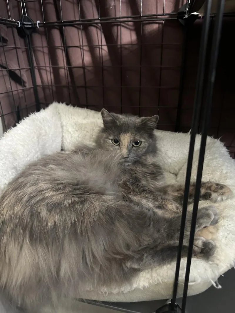 Pebble Stone Bonded With thumbnail 3