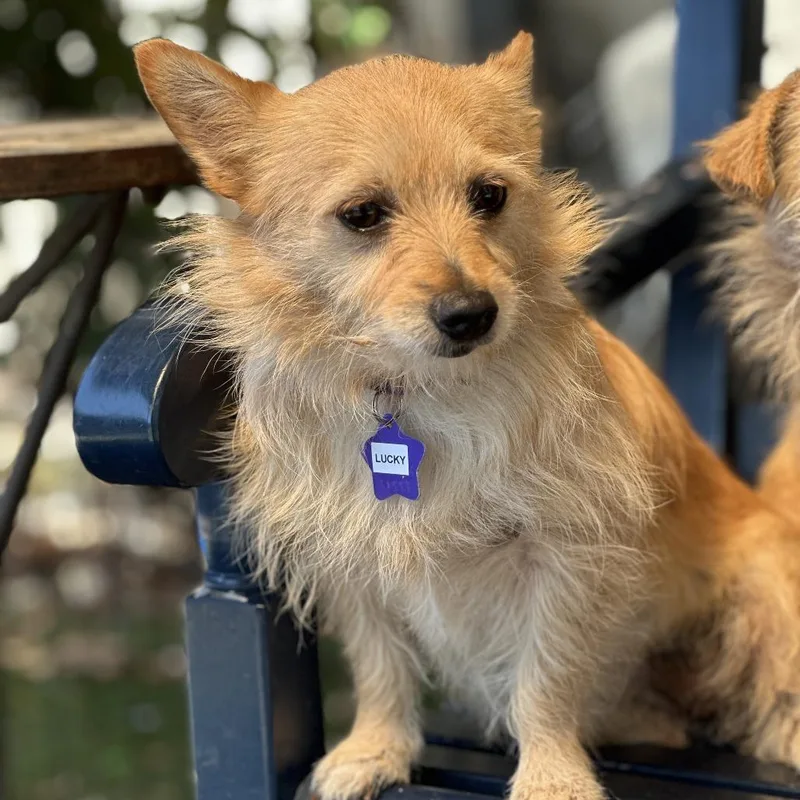 An adult small-sized female Yellow / Tan / Blond / Fawn Terrier dog named Lucky for adoption in San Francisco, CA