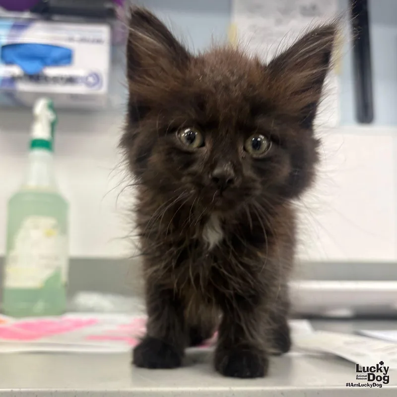 A baby medium-sized female Black Domestic Long Hair cat named Saturn for adoption in Washington, DC