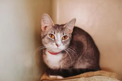 An adult small-sized female Domestic Short Hair cat named A Linda PetSmart West for adoption in North Charleston, SC
