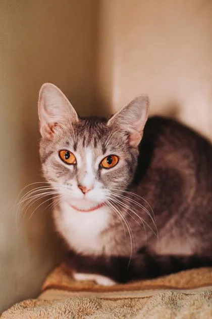 A Linda PetSmart West thumbnail 2