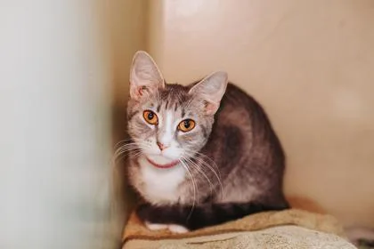 A Linda PetSmart West thumbnail 3