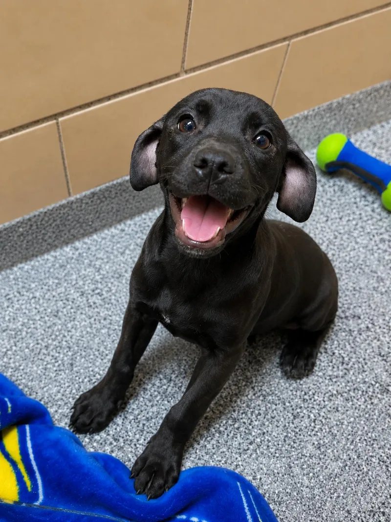 A baby medium-sized female Black Labrador Retriever dog named Ally for adoption in Kansas City, KS
