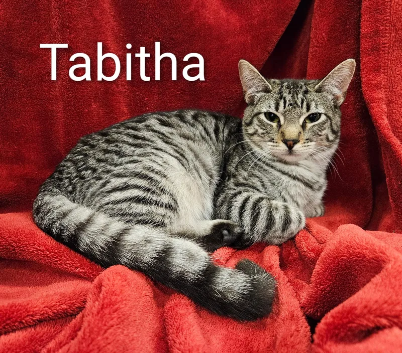 Tabitha  North Conroe thumbnail 2