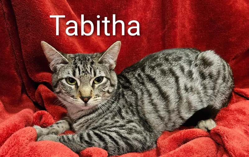 Tabitha  North Conroe