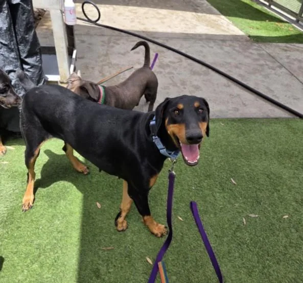 An adult large-sized female Doberman Pinscher dog named Gretyl for adoption in Los Angeles, CA