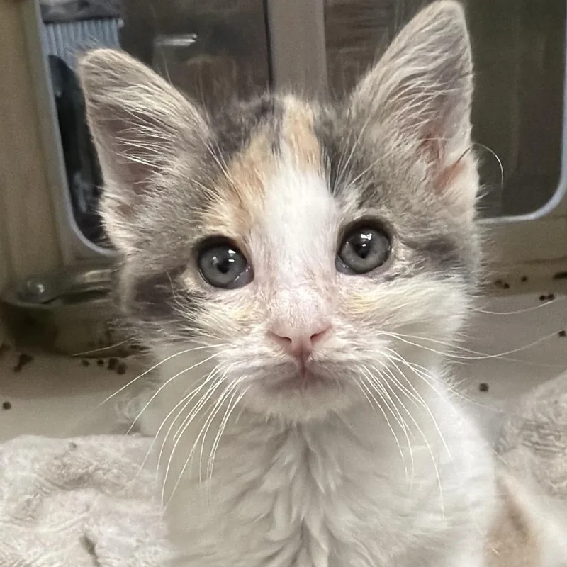 A baby small-sized female White Domestic Short Hair cat named Silky for adoption in Yuma, AZ
