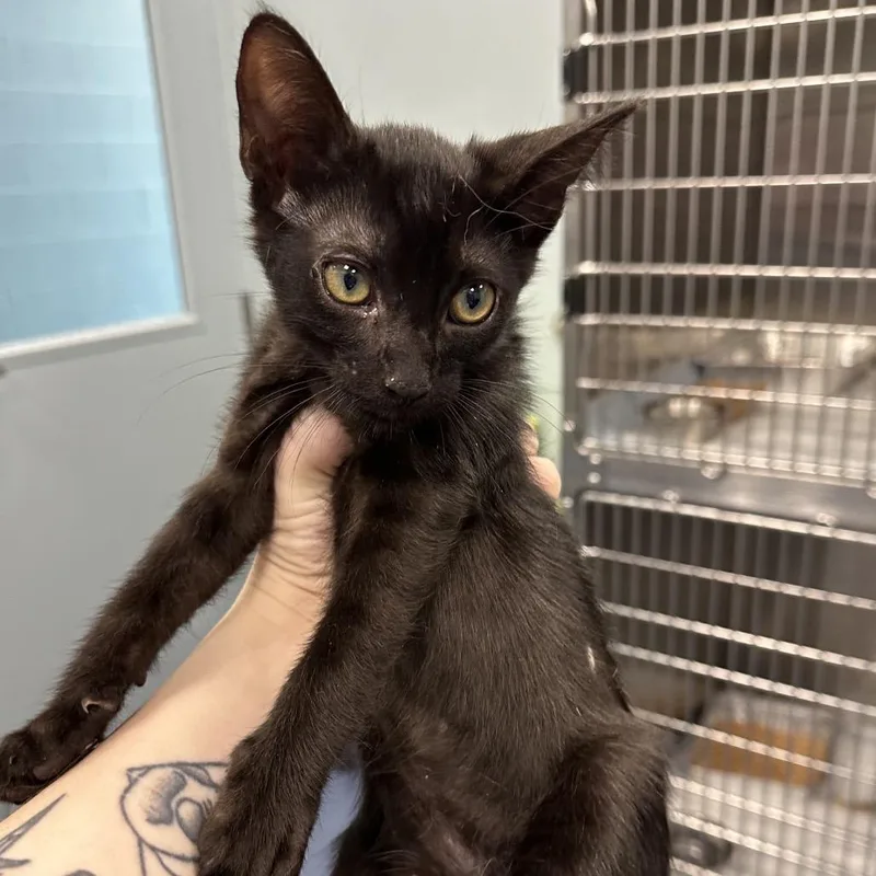 A baby small-sized male Black Domestic Short Hair cat named Greenies for adoption in Greensboro, NC