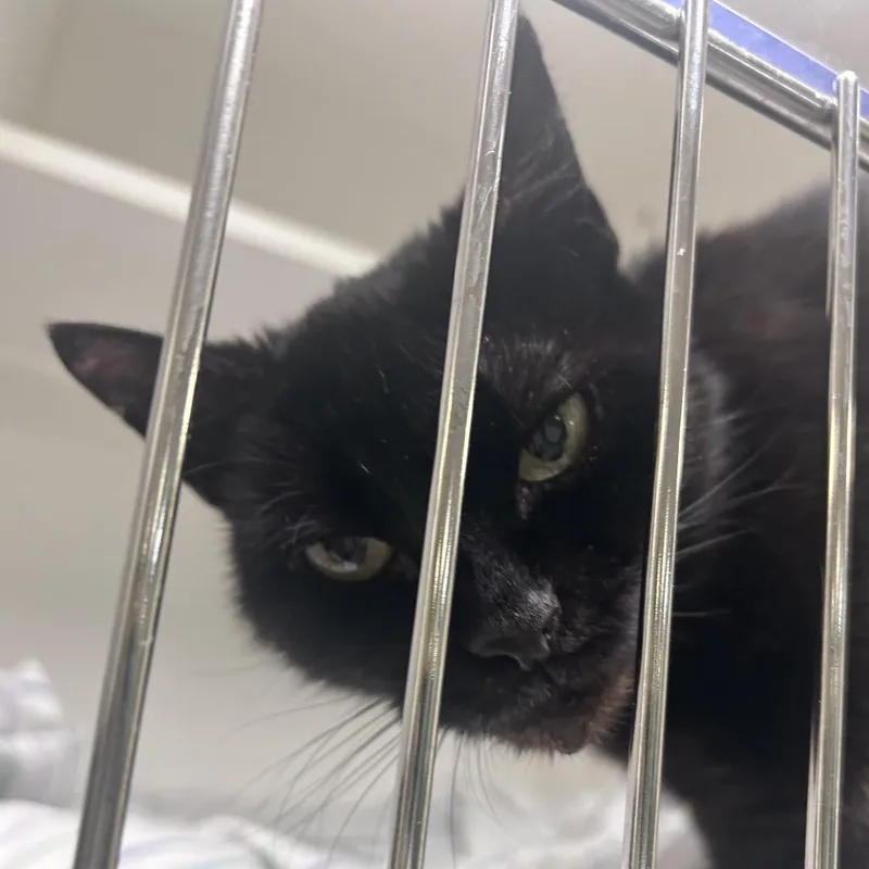 A senior medium-sized female Black Domestic Short Hair cat named Ursula for adoption in Philadelphia, PA