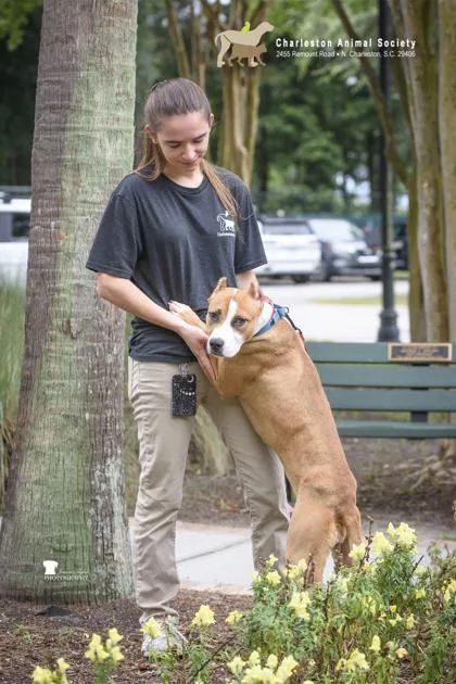 An adult medium-sized female Terrier dog named a Bella for adoption in North Charleston, SC