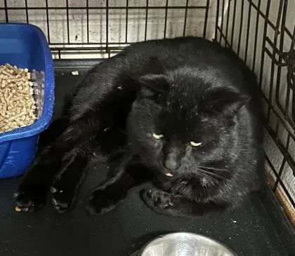 An adult medium-sized male Domestic Short Hair cat named Americano for adoption in Anderson, IN