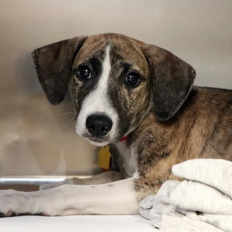 A baby small-sized female Beagle dog named R Curious for adoption in Port Washington, NY
