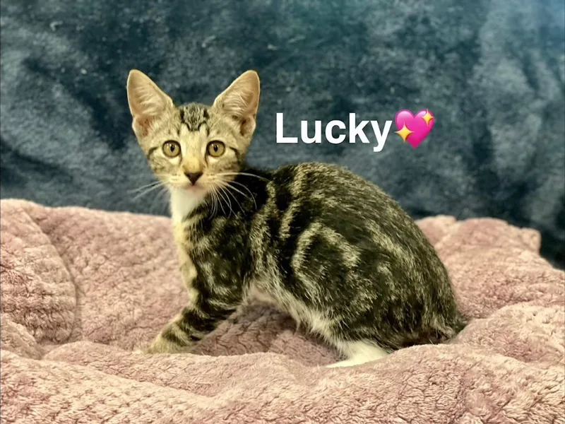 A baby small-sized female Manx cat named Lucky for adoption in Lunenburg, MA