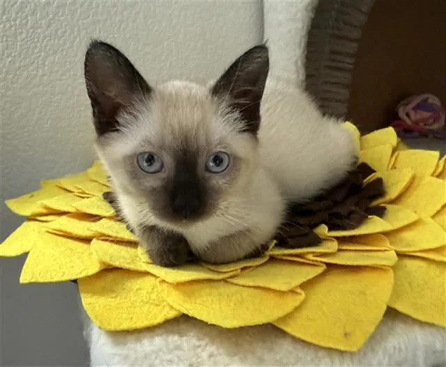 A baby small-sized female Domestic Short Hair cat named Calypso for adoption in Santa Clara, CA