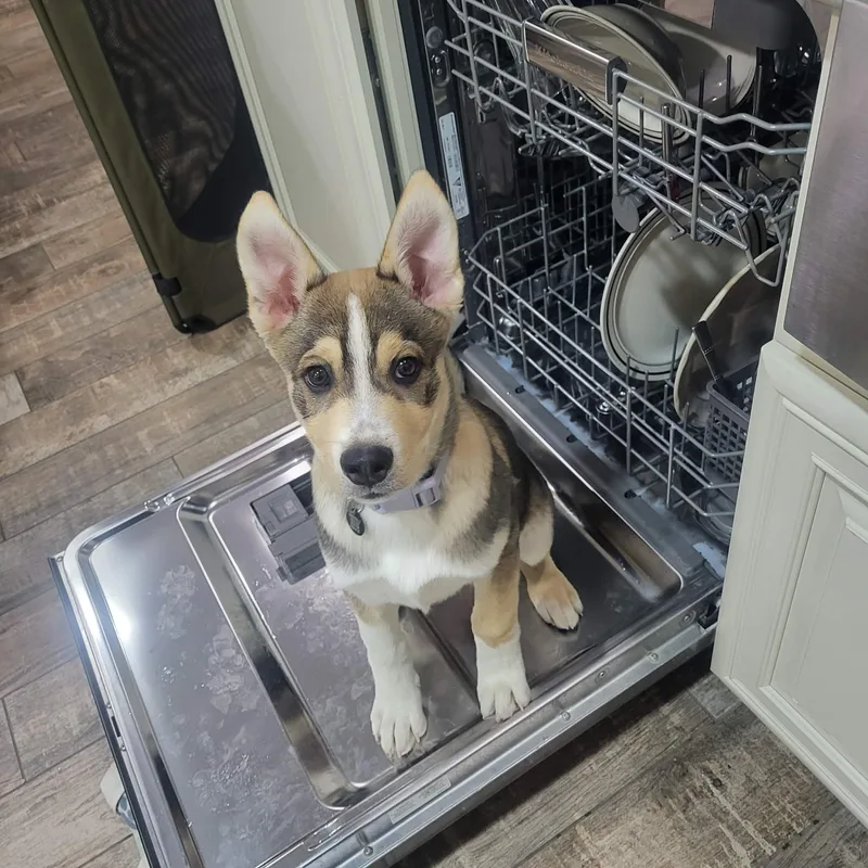 Rascal