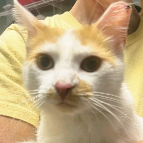 An adult medium-sized female White Domestic Short Hair cat named Kendall for adoption in Shawnee, KS