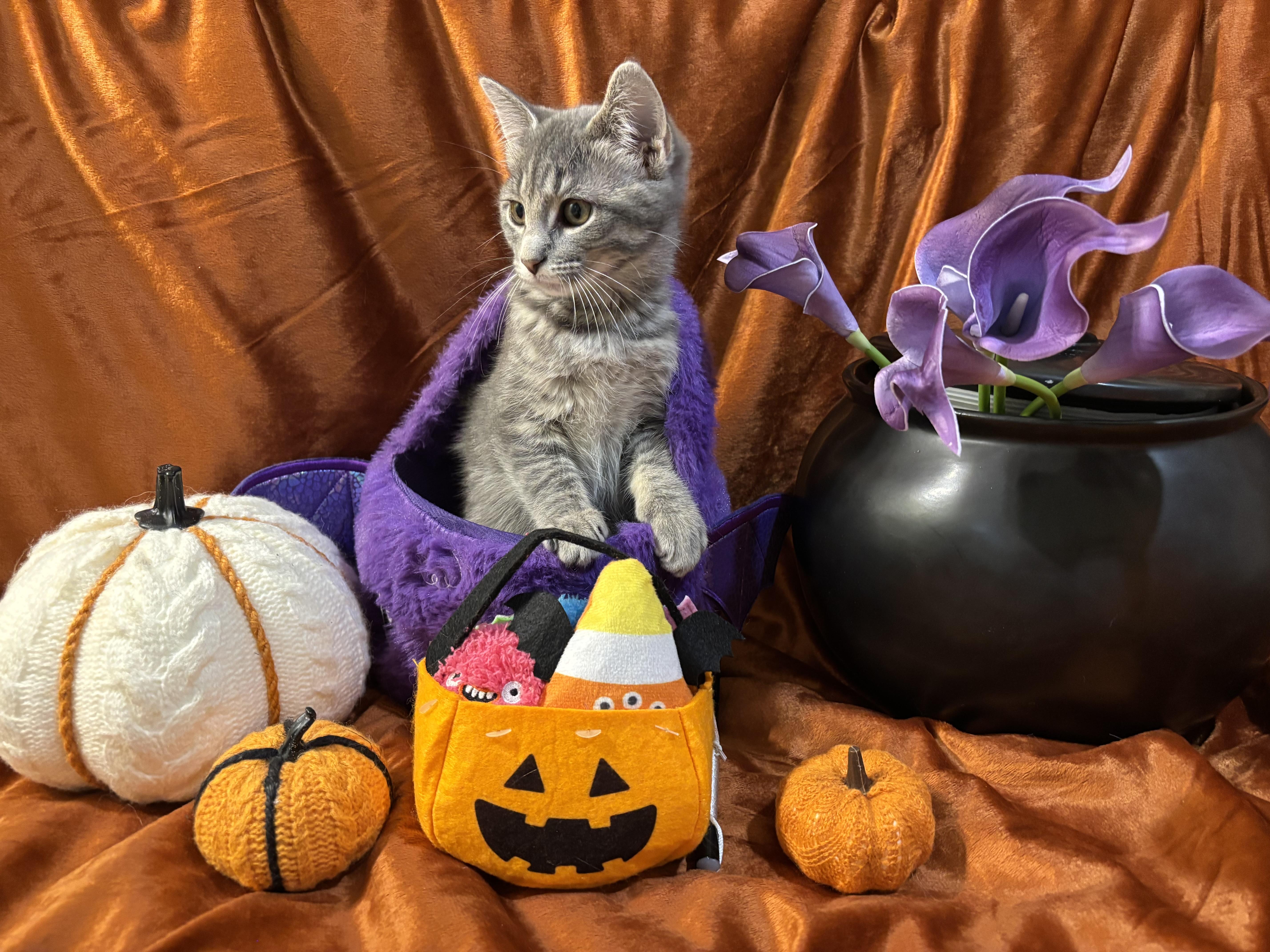 A baby small-sized female Tabby (Gray / Blue / Silver) Domestic Short Hair cat named Trixie for adoption in Watertown, WI