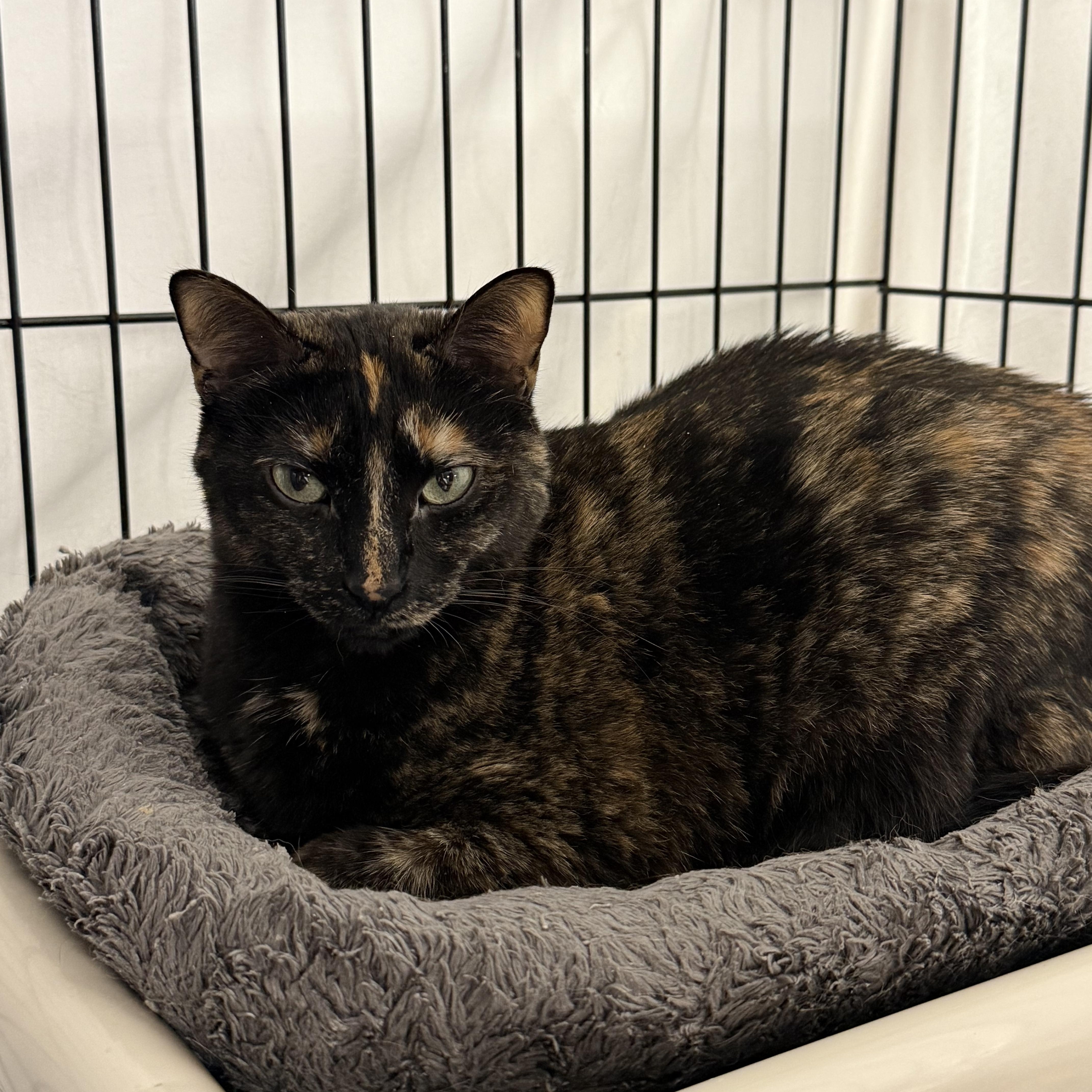 An adult medium-sized female Tortoiseshell Domestic Short Hair cat named Adeline for adoption in East Amherst, NY