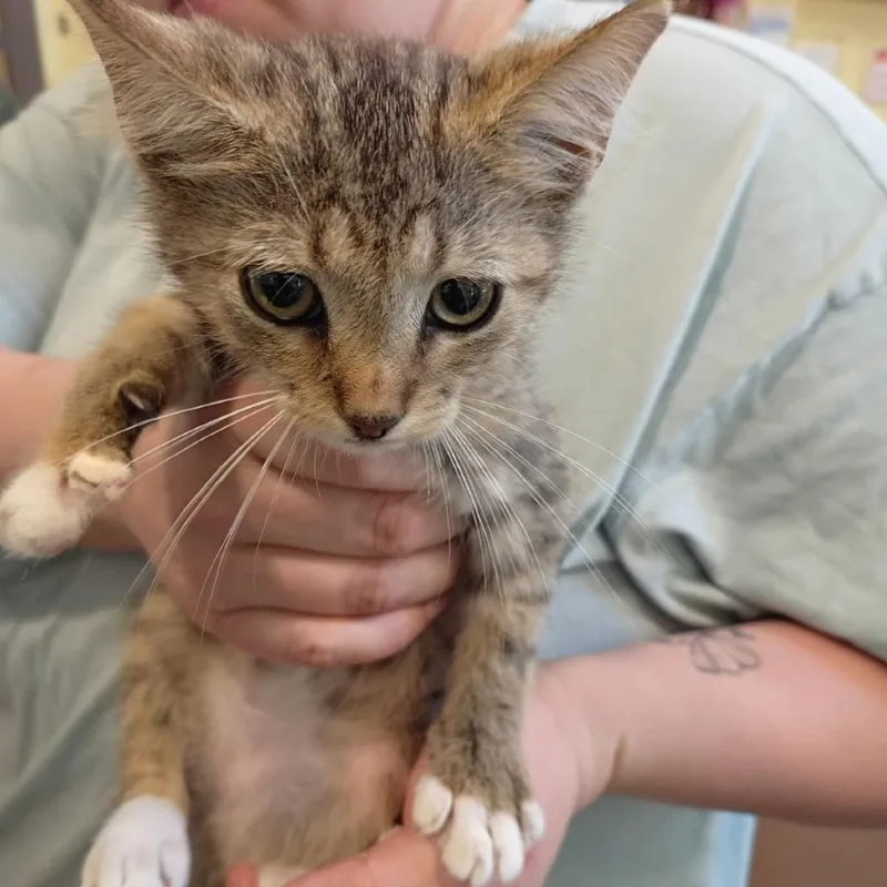 A baby small-sized male Brown / Chocolate Domestic Short Hair cat named Cyber for adoption in Lynchburg, VA