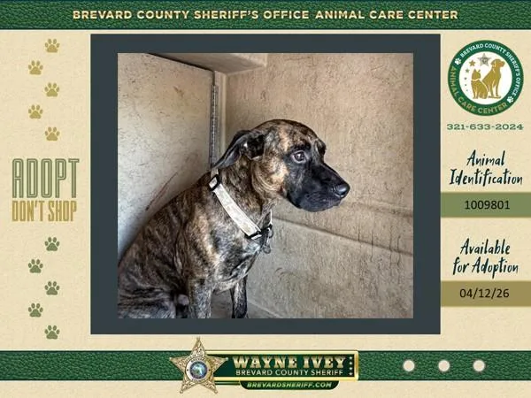 An adult medium-sized male Mixed Breed dog named Buddah for adoption in Melbourne, FL