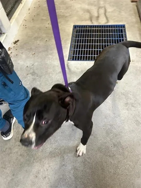 A young large-sized male Pit Bull Terrier dog named Max for adoption in Sacramento, CA