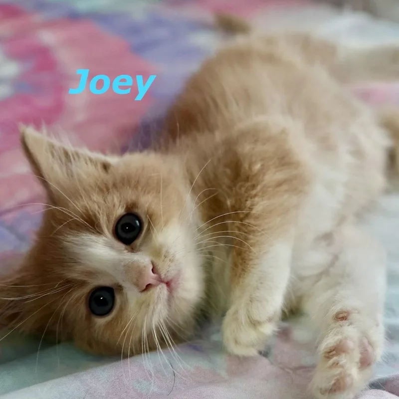 A baby medium-sized male Orange & White Domestic Short Hair cat named Joey for adoption in Reston, VA