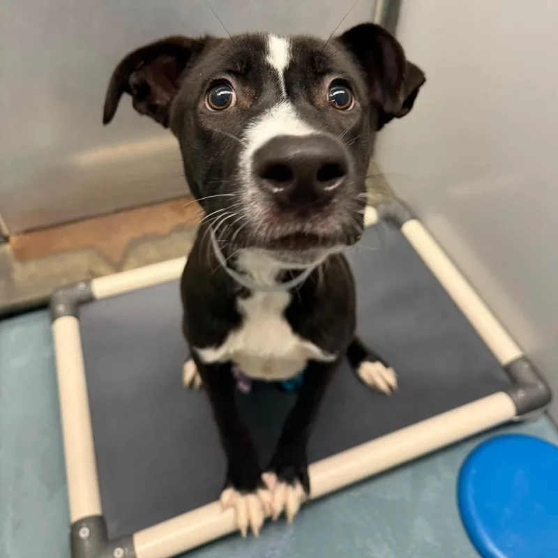 A young medium-sized male American Staffordshire Terrier dog named Link for adoption in Pittsburgh, PA