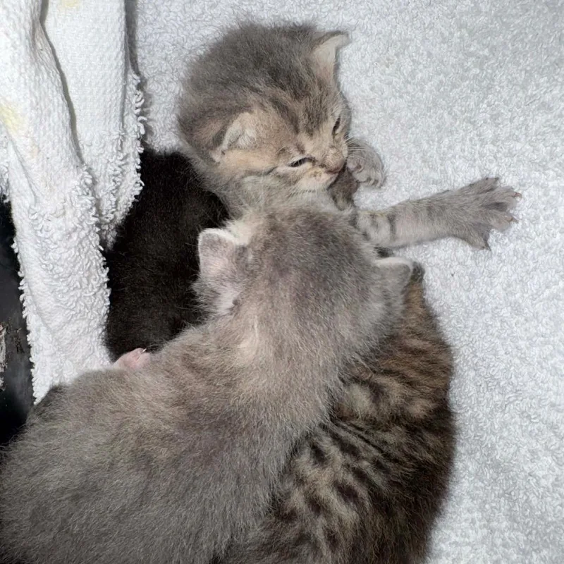 A baby small-sized female Gray / Blue / Silver Domestic Short Hair cat named Rummy for adoption in Williston, FL
