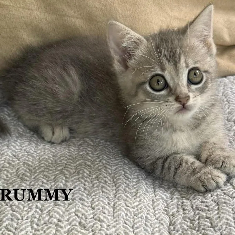 Rummy thumbnail 2