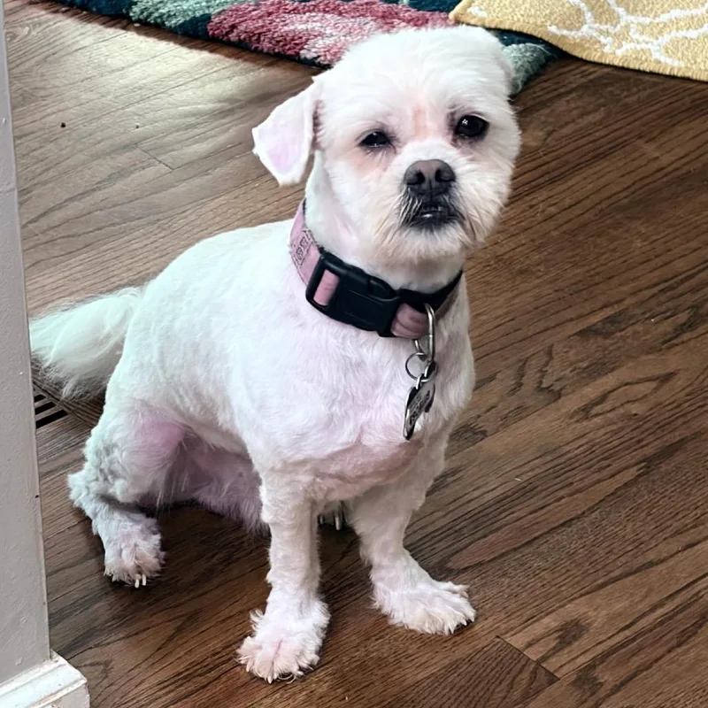 An adult small-sized male White / Cream Shih Tzu dog named Escalus for adoption in Wake Forest, NC