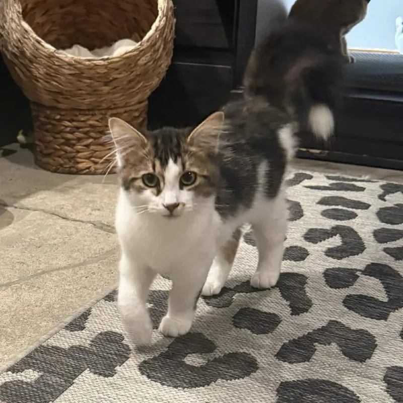 A baby small-sized male White Domestic Short Hair cat named Sushi Aka Cosmo for adoption in San Diego, CA