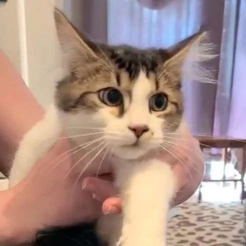 Sushi Aka Cosmo thumbnail 2