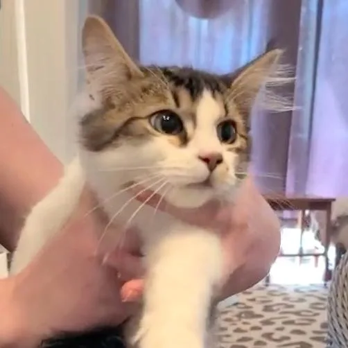 Sushi Aka Cosmo thumbnail 3