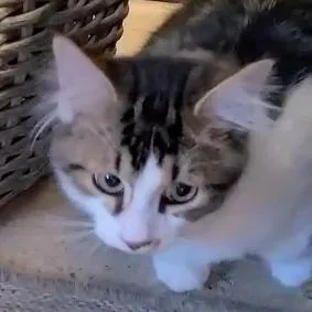 Sushi Aka Cosmo thumbnail 4