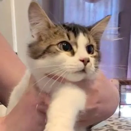 Sushi Aka Cosmo thumbnail 5