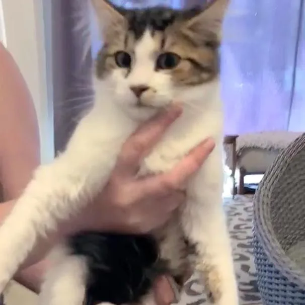 Sushi Aka Cosmo thumbnail 6