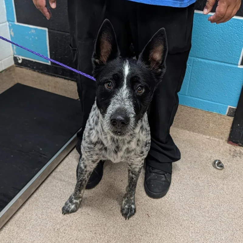 An adult medium-sized male Black Australian Cattle Dog / Blue Heeler dog named Trooper for adoption in Ardmore, OK