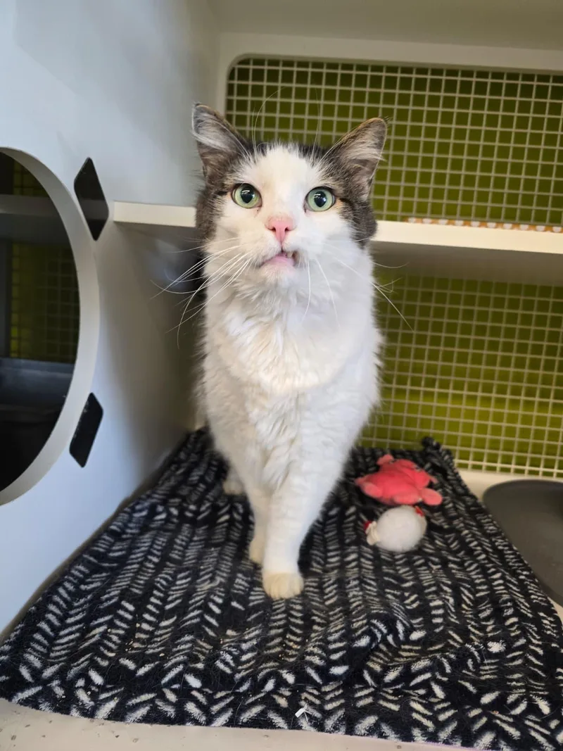 Squeakers thumbnail 2