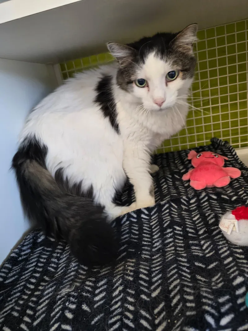 Squeakers thumbnail 3