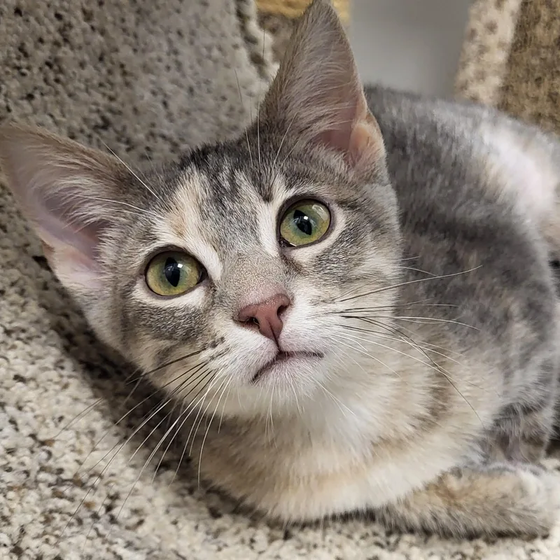 A baby medium-sized female Dilute Tortoiseshell Domestic Short Hair cat named Rosa for adoption in Grayslake, IL