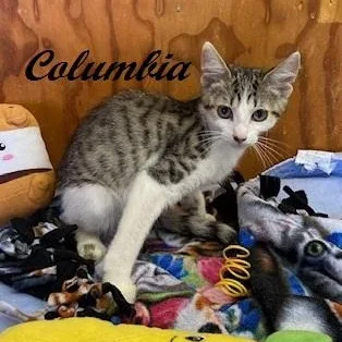 A baby medium-sized male Tabby (Gray / Blue / Silver) Tabby cat named Columbia for adoption in Southern Pines, NC