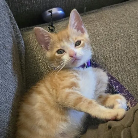 A baby small-sized female Domestic Short Hair cat named Lilac for adoption in West Olive, MI