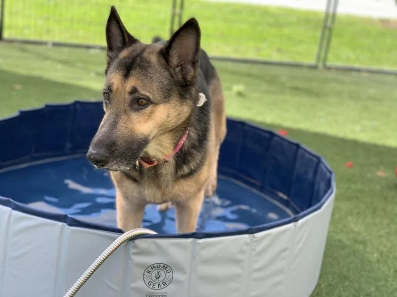 Valkyrie thumbnail 2