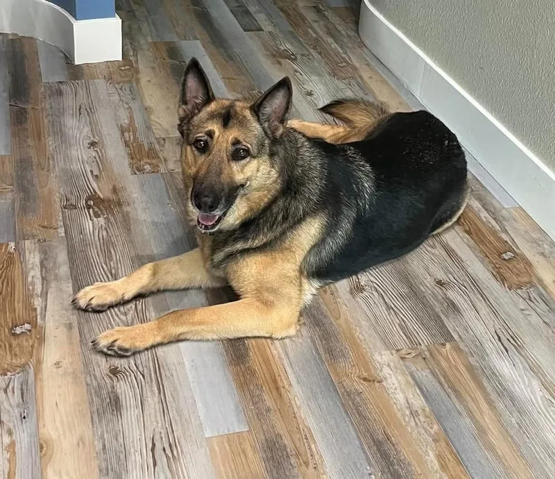 Valkyrie thumbnail 3