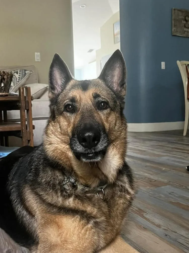 Valkyrie thumbnail 6