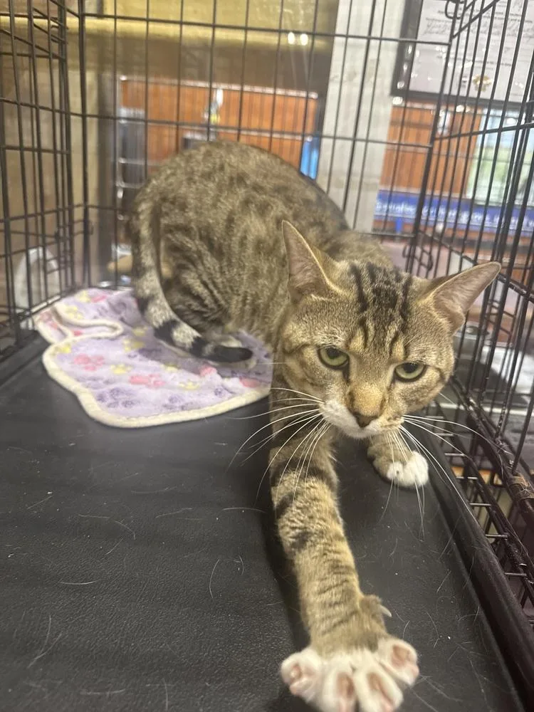 A young medium-sized male Gray & White Domestic Short Hair cat named Morgan Freeman for adoption in Gonzales, LA