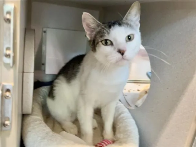 An adult medium-sized female Domestic Short Hair cat named Rory for adoption in Chapel Hill, NC